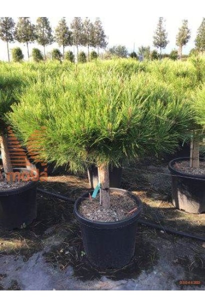 Декоративная сосна для создания садовых композиций.